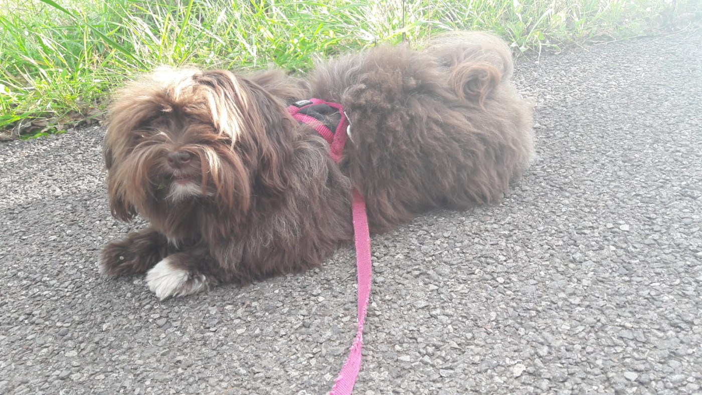 de la vallée du rêve - Petite femelle cherche une nouvelle famille