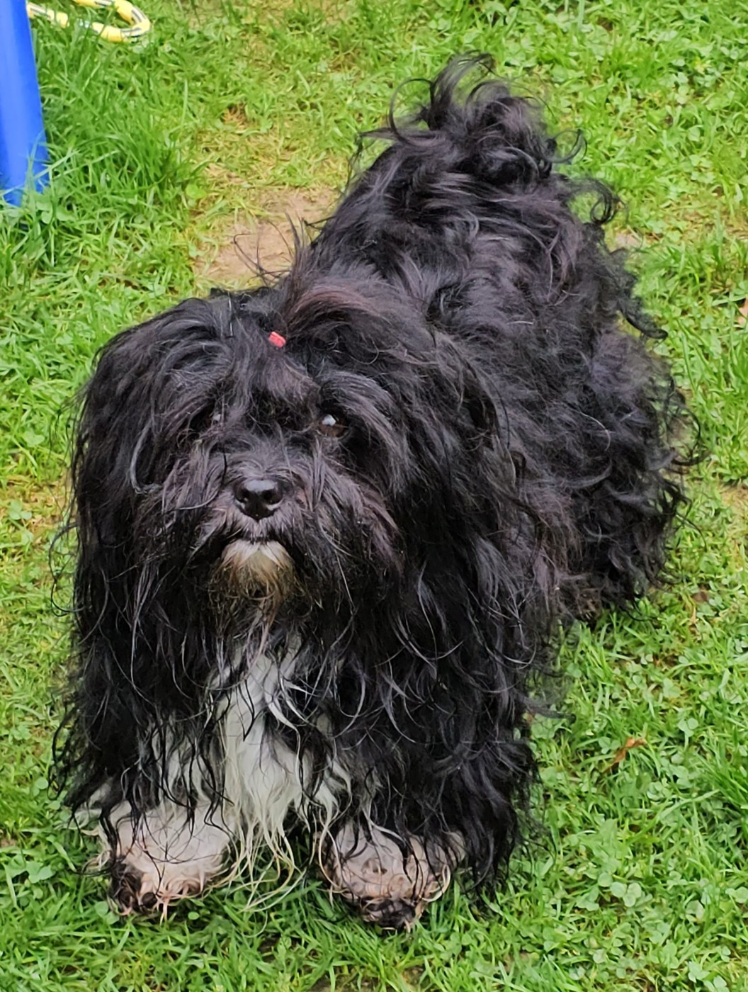 Bonne nouvelle Winkie attends des chiots